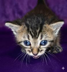 Shelter Stray Female Cat last seen Near BLOCK ATLANTIC BLVD, Jacksonville, FL 32204
