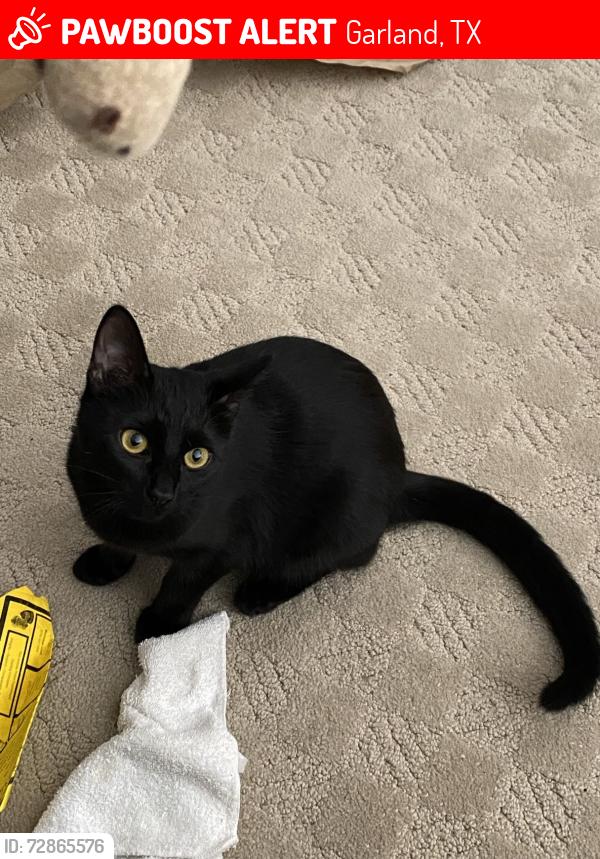Lost Female Cat last seen Buckingham & Diamond Oaks, Garland, TX 75044