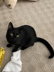 Lost Female Cat last seen Buckingham & Diamond Oaks, Garland, TX 75044