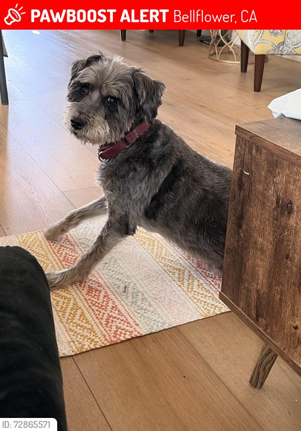 Lost Female Dog last seen Flower & Ardmore ave Bellflower, Bellflower, CA 90706