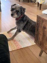 Lost Female Dog last seen Flower & Ardmore ave Bellflower, Bellflower, CA 90706