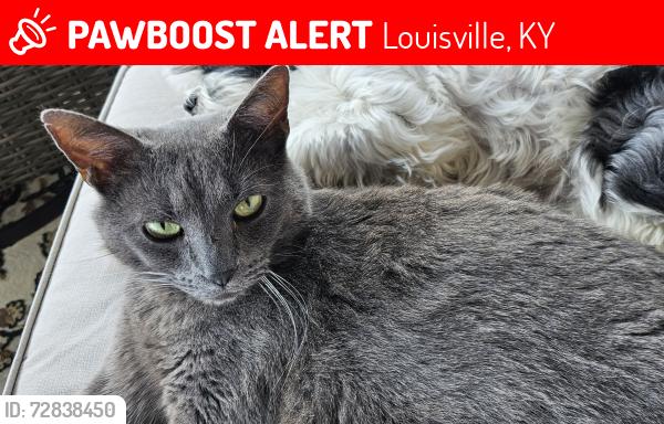Lost Male Cat last seen Fairmount Ridge court, Louisville, KY 40291