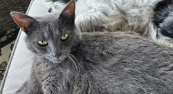 Lost Male Cat last seen Fairmount Ridge court, Louisville, KY 40291