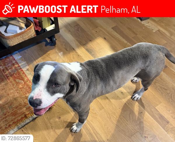 Lost Male Dog last seen Chanbury Drive, Pelham, AL 35080
