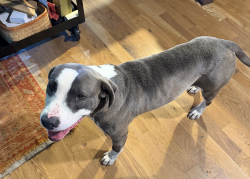 Lost Male Dog last seen Chanbury Drive, Pelham, AL 35080