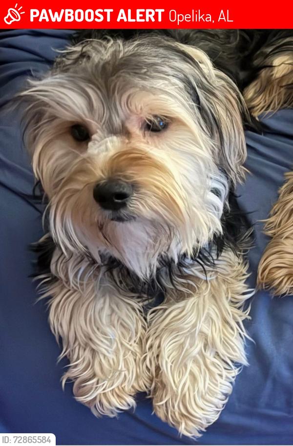 Lost Male Dog last seen hse, Opelika, AL 36804