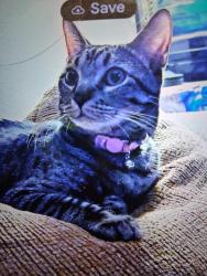 Lost Male Cat last seen Major past forest st., Henderson, NV 89015