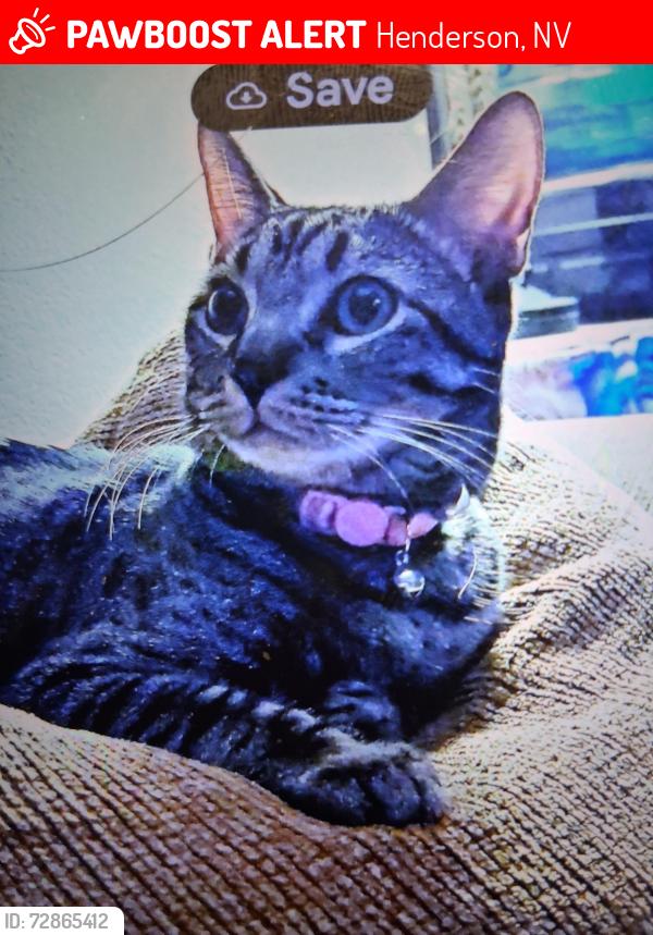 Lost Male Cat last seen Major past forest st., Henderson, NV 89015