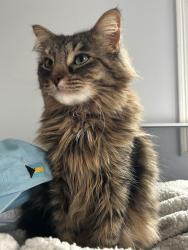 Lost Female Cat last seen North Point Village off of Seabrook Rd, Salisbury, MA 01952