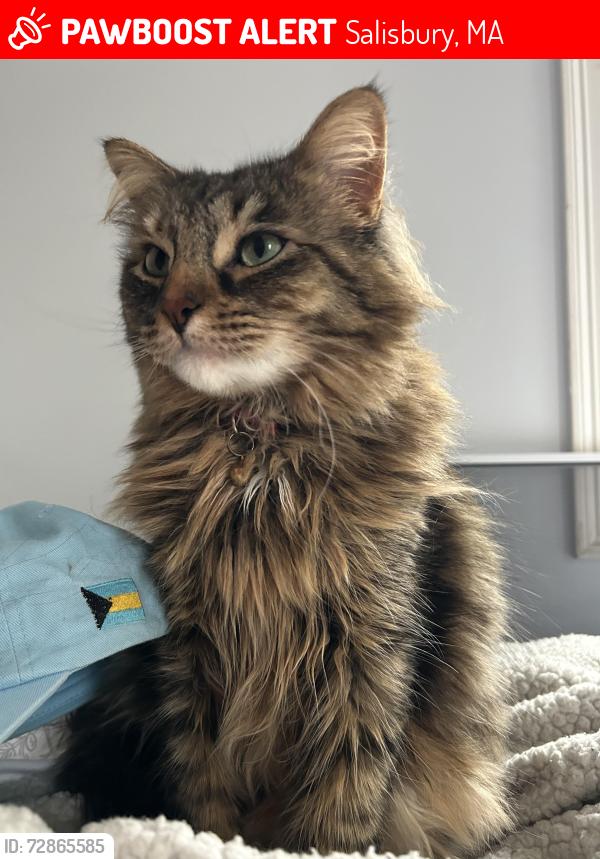 Lost Female Cat last seen North Point Village off of Seabrook Rd, Salisbury, MA 01952