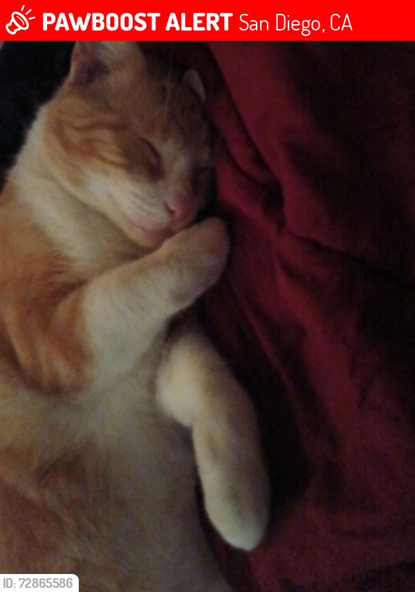 Lost Male Cat last seen Kelton St , San Diego, CA 92114