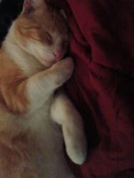 Lost Male Cat last seen Kelton St , San Diego, CA 92114