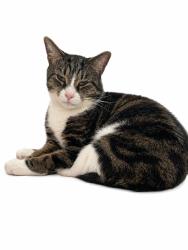 Lost Male Cat last seen East Ham South, Greater London, England E6 3NR