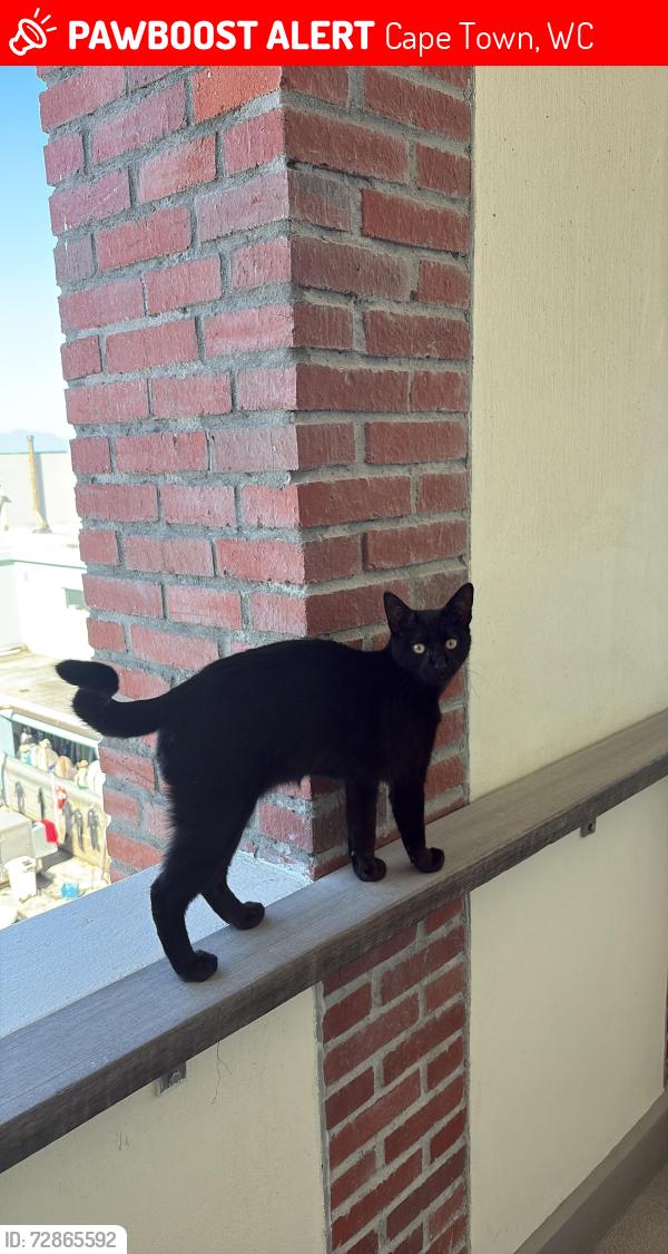 Lost Male Cat last seen The Empire Building, 96 Beach Road, Muizenberg, Cape Town, Cape Town, WC 7945