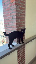 Lost Male Cat last seen The Empire Building, 96 Beach Road, Muizenberg, Cape Town, Cape Town, WC 7945