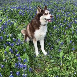 Lost Female Dog last seen Near Mistywood, Houston, TX 77090