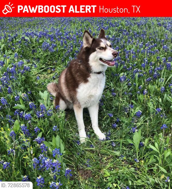 Lost Female Dog last seen Near Mistywood, Houston, TX 77090
