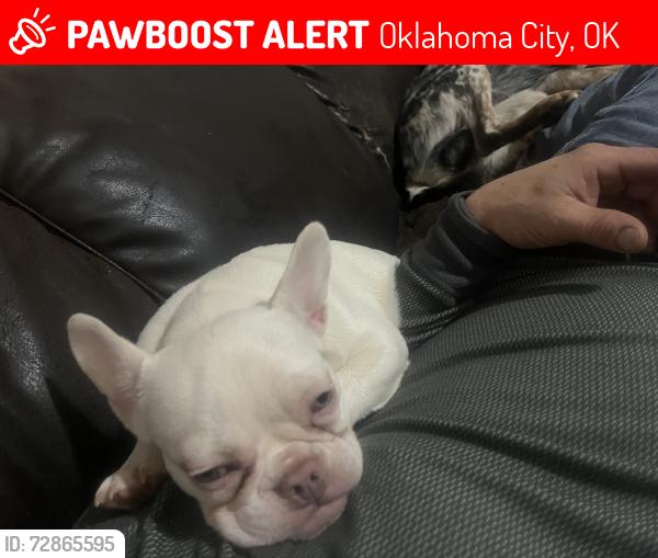 Lost Female Dog last seen Nw 44 and classen, Oklahoma City, OK 73118