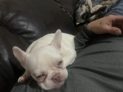 Lost Female Dog last seen Nw 44 and classen, Oklahoma City, OK 73118