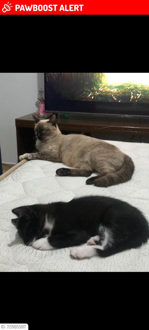 Lost Female Cat last seen Próximo ao mercado adriana, Parque Paulistano, SP 08081-400