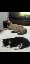 Lost Female Cat last seen Próximo ao mercado adriana, Parque Paulistano, SP 08081-400