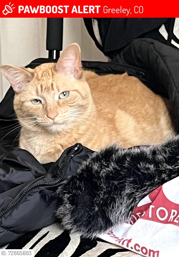 Lost Female Cat last seen 16th st and 8 th ave , Greeley, CO 80631
