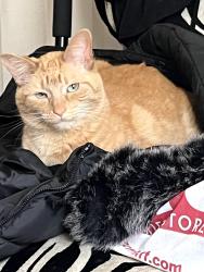 Lost Female Cat last seen 16th st and 8 th ave , Greeley, CO 80631
