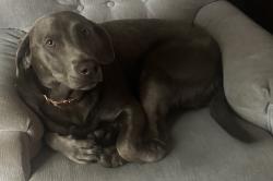 Lost Female Dog last seen Grove and Center , Clinton, OH 44216