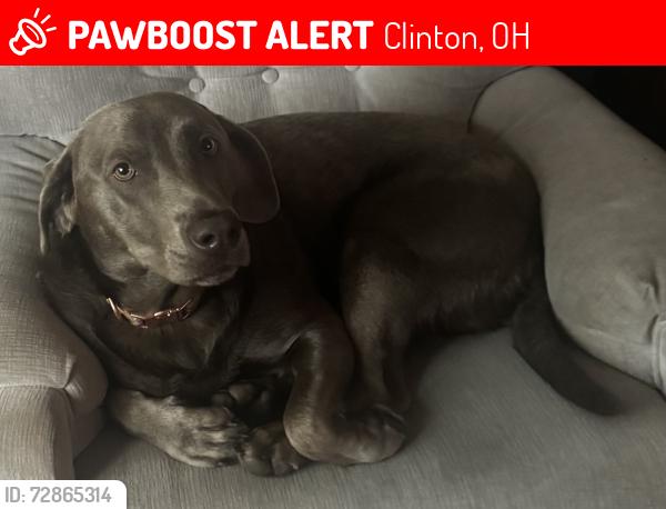 Lost Female Dog last seen Grove and Center , Clinton, OH 44216
