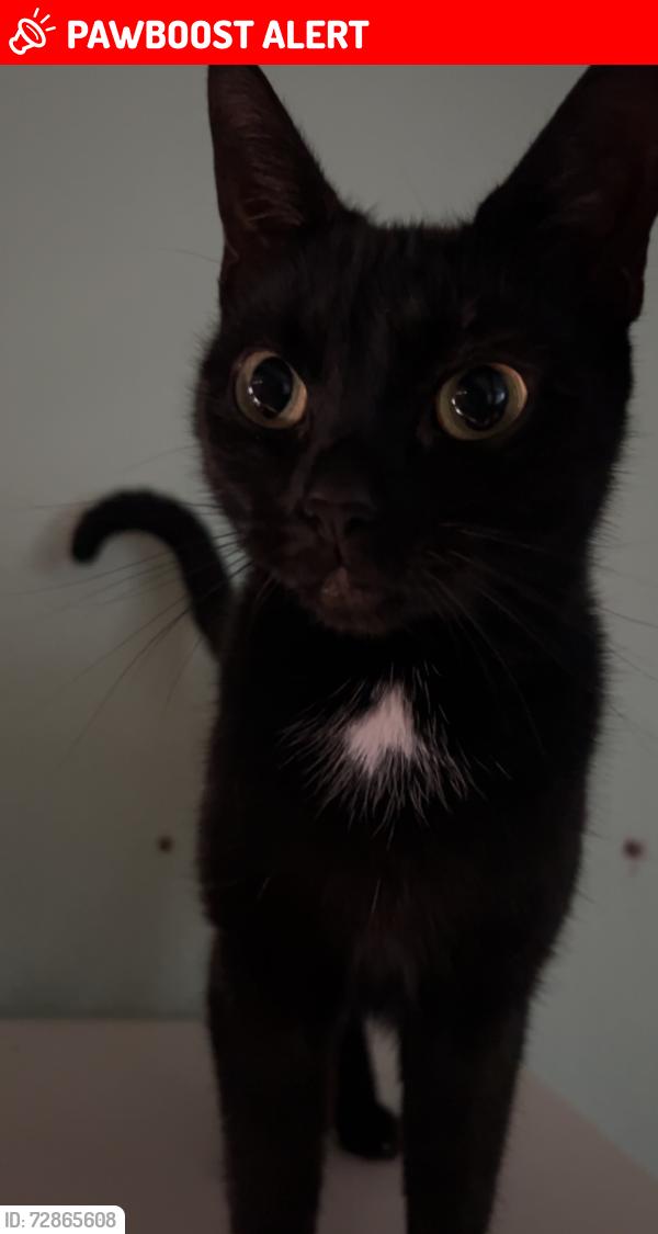 Lost Female Cat last seen Mitcham road , Greater London, England CR0