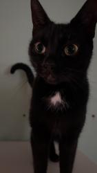 Lost Female Cat last seen Mitcham road , Greater London, England CR0