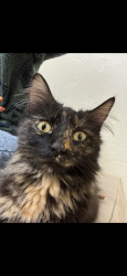Lost Female Cat last seen Neries drive, Polaris drive, golf drive, Kenwood drive, spring street, Dr Greenthumb, Wendy’s, , La Mesa, CA 91941