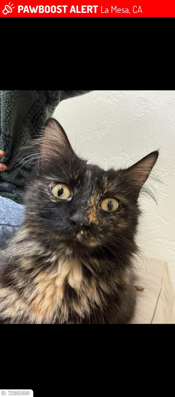 Lost Female Cat last seen Neries drive, Polaris drive, golf drive, Kenwood drive, spring street, Dr Greenthumb, Wendy’s, , La Mesa, CA 91941