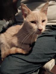 Found/Stray Unknown Cat last seen Yosemite and Wilson , Oildale, CA 93308