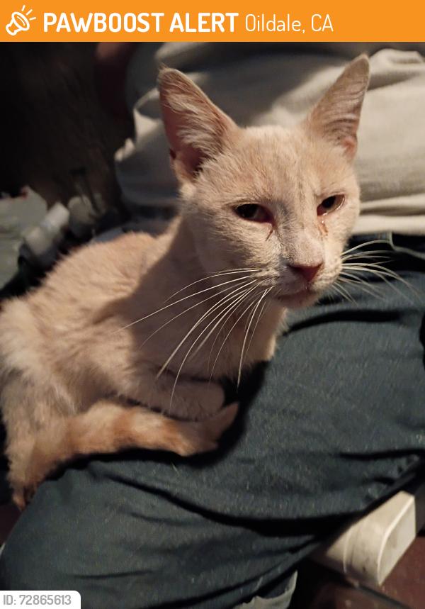 Found/Stray Unknown Cat last seen Yosemite and Wilson , Oildale, CA 93308
