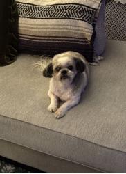 Lost Female Dog last seen Salaignac and terrace , Philadelphia, PA 19128