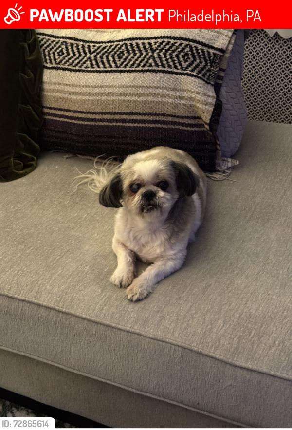 Lost Female Dog last seen Salaignac and terrace , Philadelphia, PA 19128