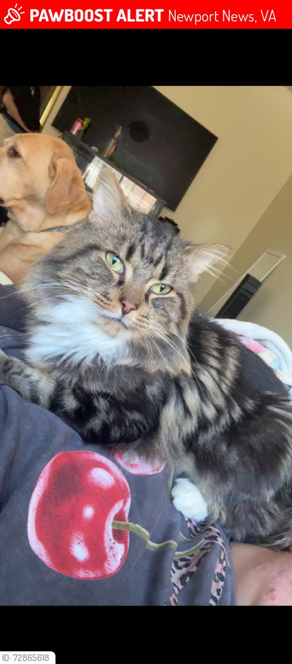 Lost Male Cat last seen quick vape on jefferson, Newport News, VA 23604