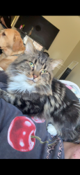 Lost Male Cat last seen quick vape on jefferson, Newport News, VA 23604