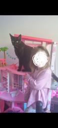 Lost Male Cat last seen Esther place nambour, Nambour, QLD 4560