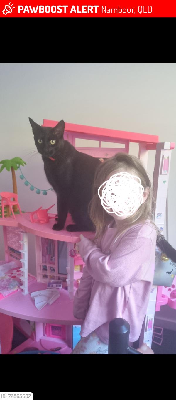 Lost Male Cat last seen Esther place nambour, Nambour, QLD 4560
