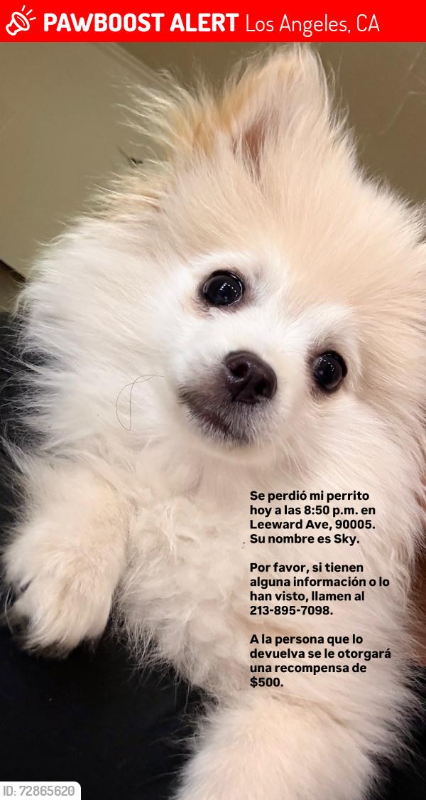 Lost Male Dog last seen Near Leeward ave, Los Angeles, CA 90005