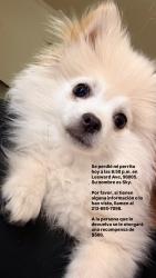 Lost Male Dog last seen Near Leeward ave, Los Angeles, CA 90005