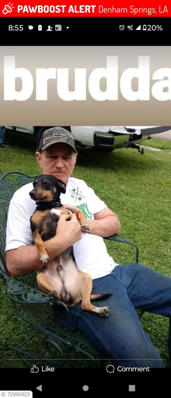 Lost Male Dog last seen Range. Ave, Denham Springs, LA 70726