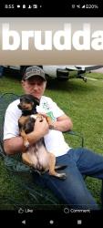 Lost Male Dog last seen Range. Ave, Denham Springs, LA 70726