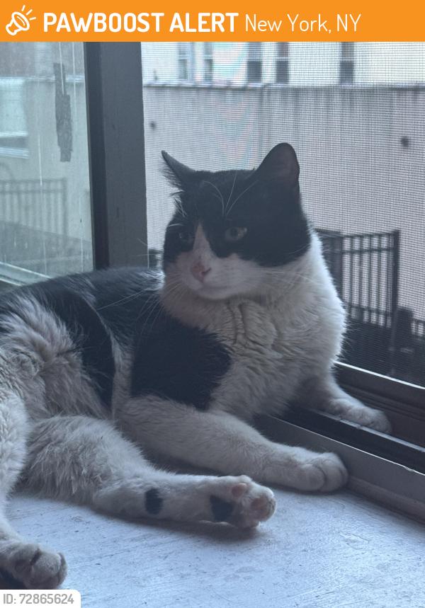 Found/Stray Male Cat last seen Found by Columbia University , New York, NY 10007