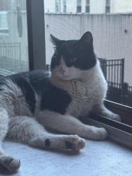 Found/Stray Male Cat last seen Found by Columbia University , New York, NY 10007