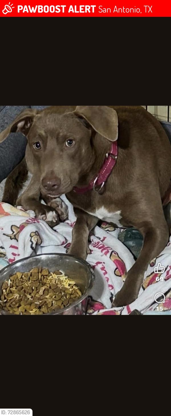 Lost Female Dog last seen Bandera Rd and Bristlecone, San Antonio, TX 78240