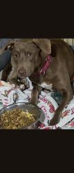 Lost Female Dog last seen Bandera Rd and Bristlecone, San Antonio, TX 78240