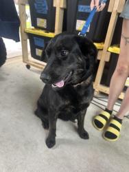 Found/Stray Female Dog last seen Richmond neighborhood , Mobile, AL 36695